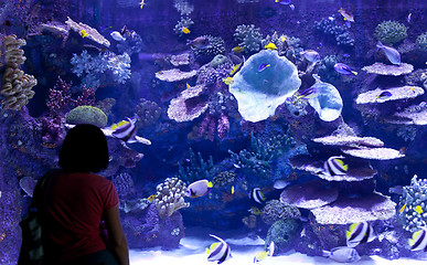 Image showing Aquarium