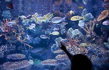 Image showing Aquarium