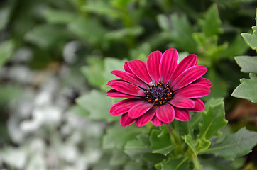 Image showing Chrysanthemum flower