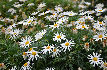 Image showing Marguerite daisies