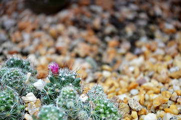 Image showing Cereus monstrose cactus