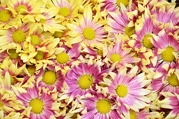 Image showing Beautiful of Chrysanthemum flowers