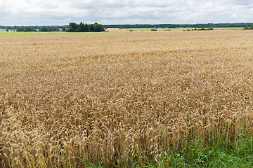 Image showing field of ripening wheat ears or rye spikes