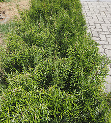 Image showing Rosemary plant
