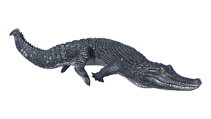 Image showing Caiman