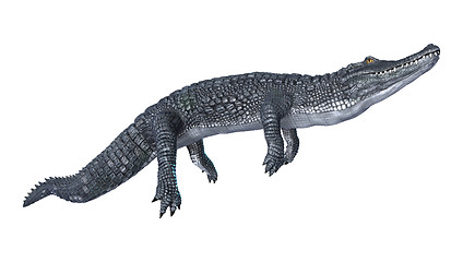 Image showing Caiman