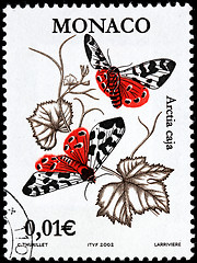 Image showing Garden Tiger Moth