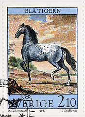 Image showing Horse Stamp