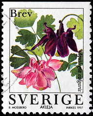 Image showing European Columbine