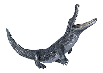 Image showing Caiman