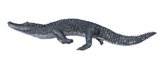 Image showing Caiman