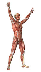 Image showing Muscles Map