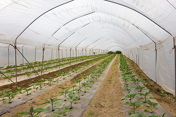 Image showing  Bio tomatoes growing in the greenhouse.