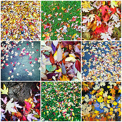 Image showing Autumn leaves collage