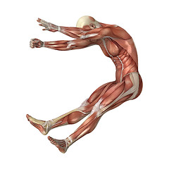 Image showing Muscles Map