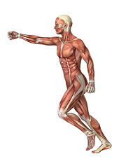 Image showing Muscles Map