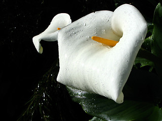 Image showing calla lily