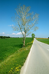 Image showing GREEN GRASS AND BLUE SKY BACKGROUND