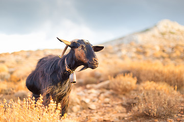 Image showing Domestic goat in mountains.