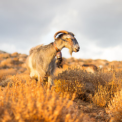 Image showing Domestic goat in mountains.