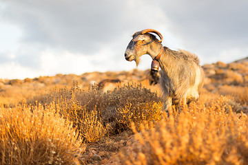 Image showing Domestic goat in mountains.