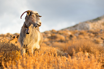Image showing Domestic goat in mountains.