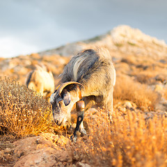 Image showing Domestic goat in mountains.