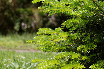 Image showing Fir tree