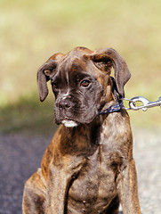 Image showing Boxer dog