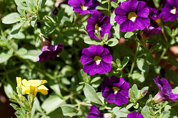 Image showing Purple petunia