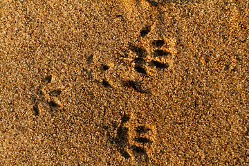 Image showing Animal foot print