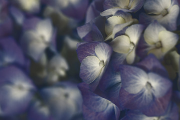 Image showing Hydrangea