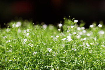 Image showing Sweet alyssum