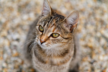 Image showing Brown cat