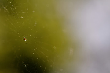 Image showing Small spider