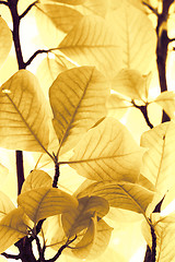 Image showing Yellow leaves