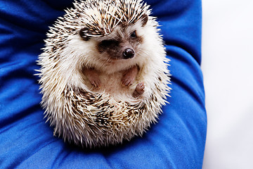 Image showing Cute hedgehog