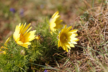 Image showing Yellow flower