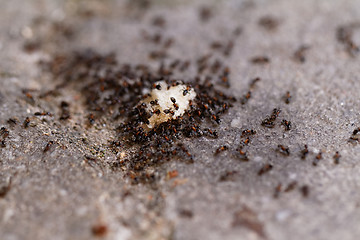 Image showing Ants of bread