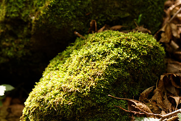 Image showing Green moss