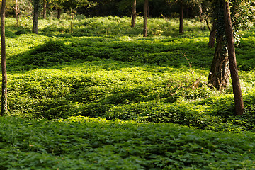 Image showing Green park