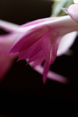 Image showing Christmas cactus