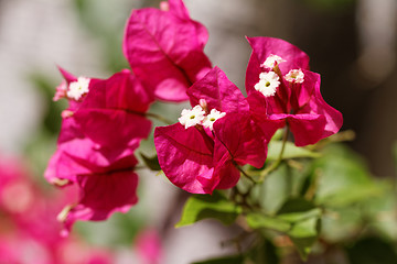 Image showing Bougainvillea