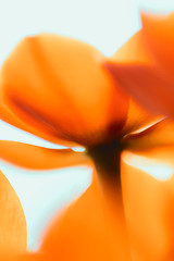 Image showing Orange flower