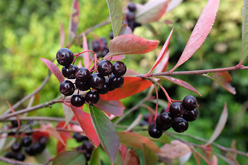 Image showing Chokeberry plant with dark red berries