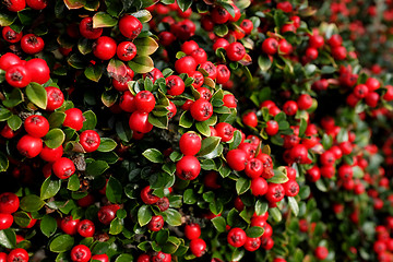 Image showing Bright red cotoneaster berries