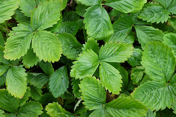 Image showing Green strawberry leaves