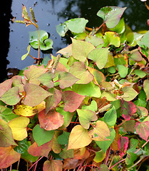 Image showing Chameleon plant with variegated fall leaves