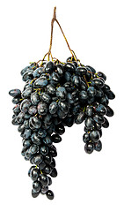 Image showing Hangs down a bunch of dark grapes