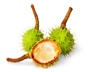 Image showing Two wholly chestnuts and peel chestnut